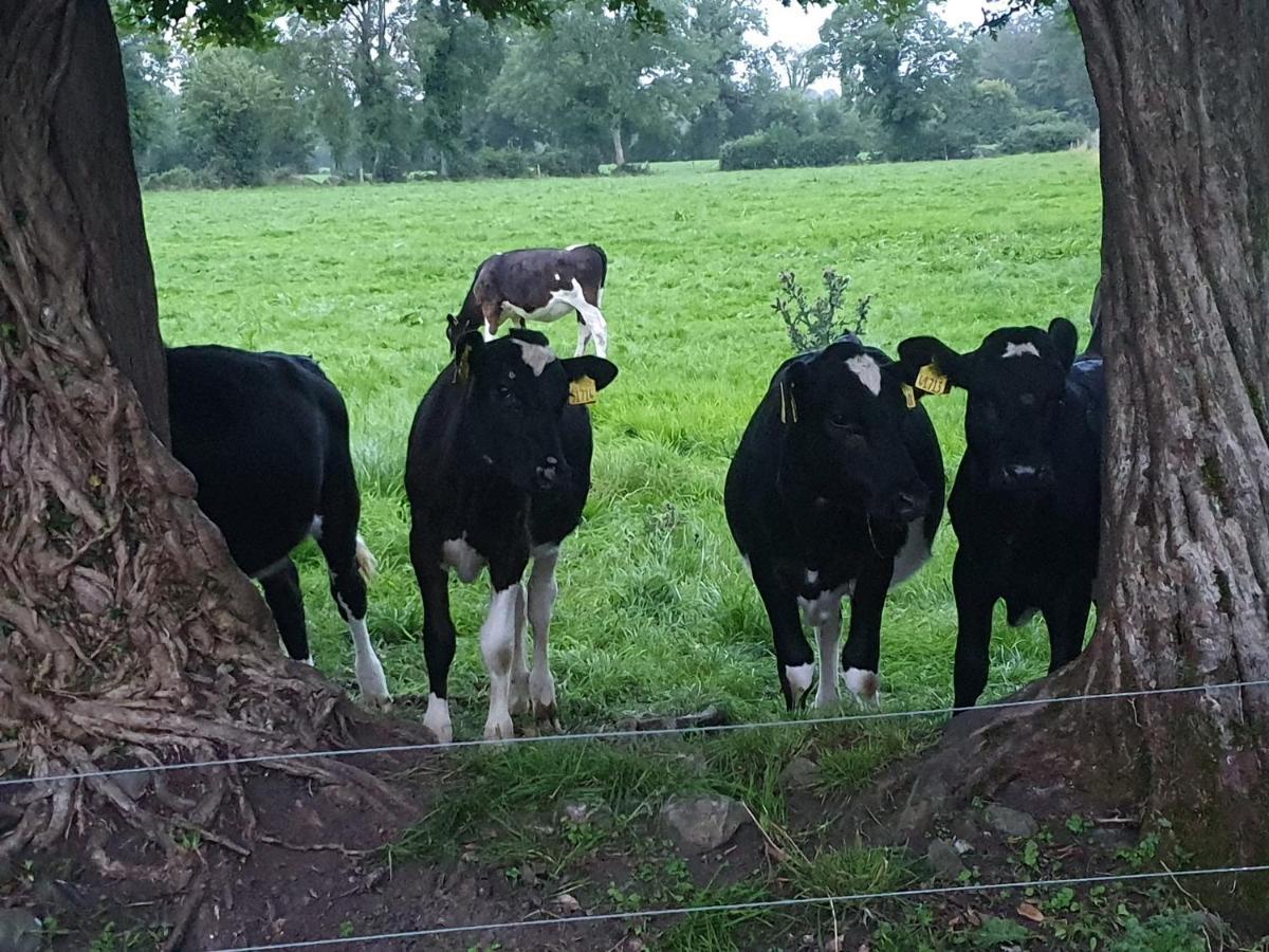 Glasson Glamping Farm Athlone Exteriör bild